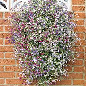 Lobelia Trailing Mixed